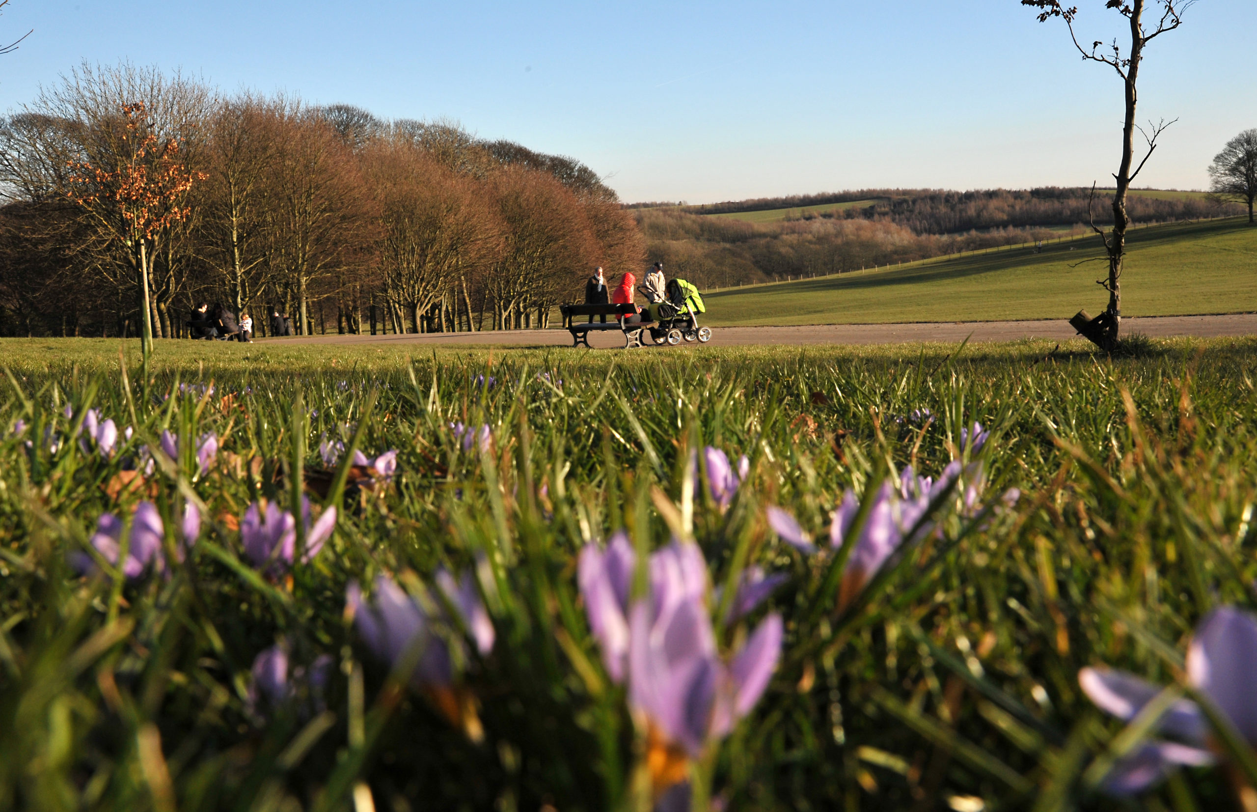 Picture of crocus flower in the sprawling grounds of Temple Newsam