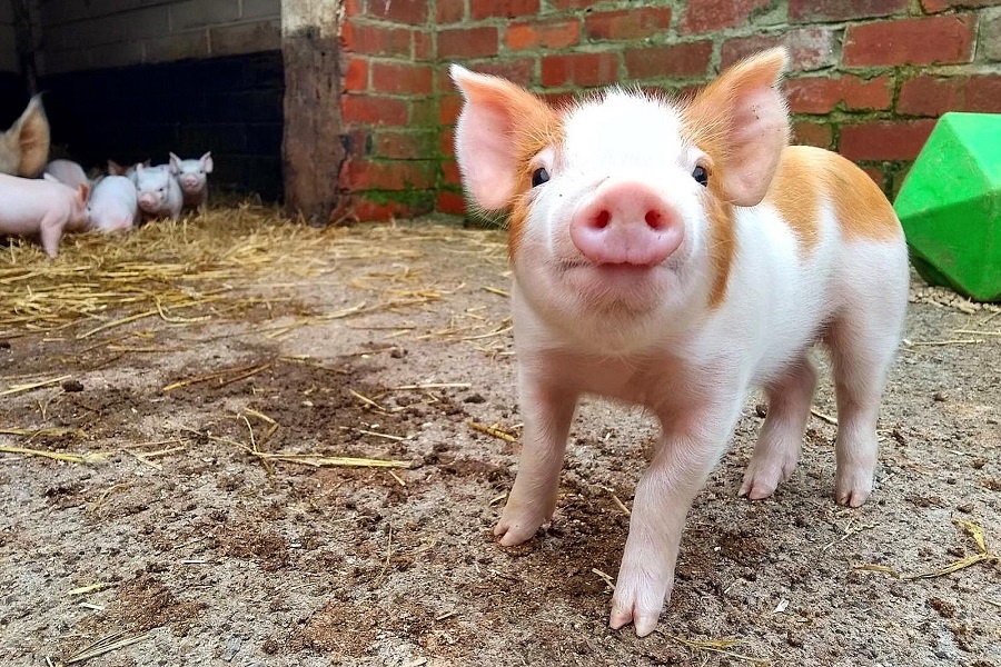 A white and orange piglet at Temple Newsam Home Farm