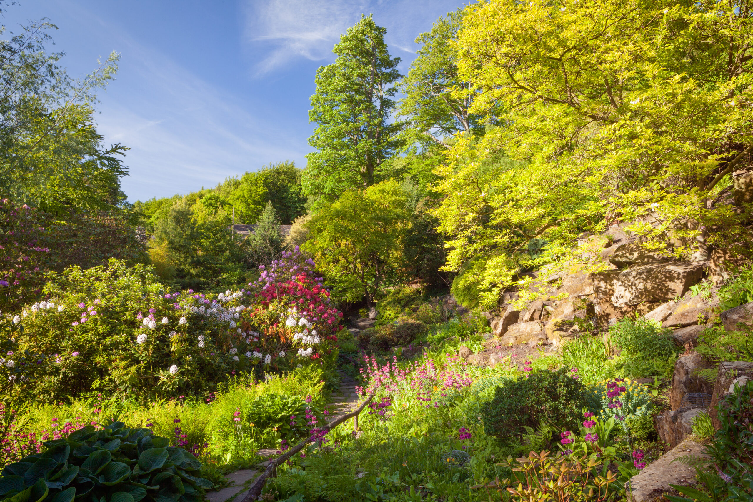 The Himalayan Garden at Harewood House in full bloom with lots of green trees and colourful flowers.