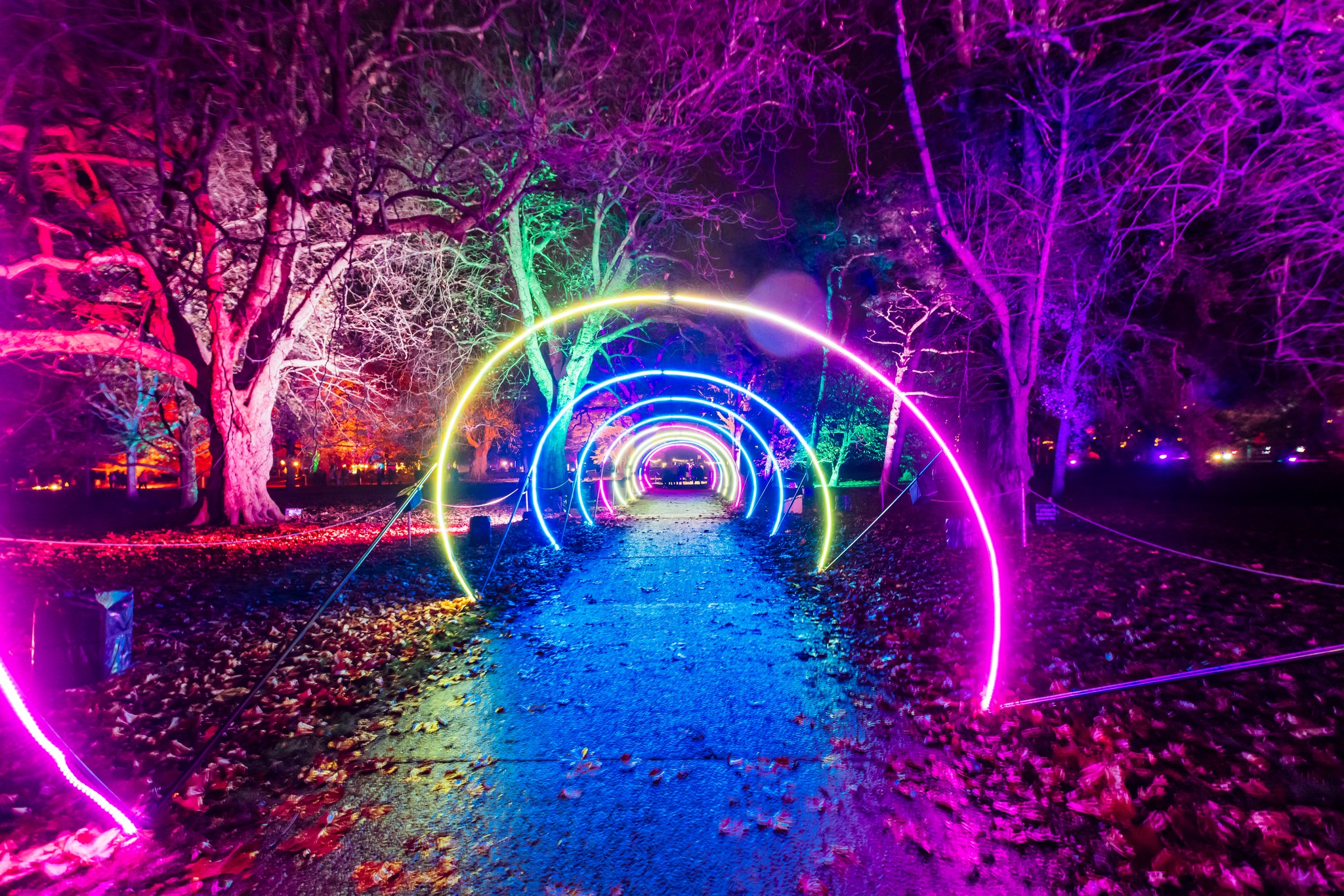 Northern Lights Leeds Teaser Tom Martin Photography, take at our Cardiff Light trail (Christmas at Bute Park, 2021).