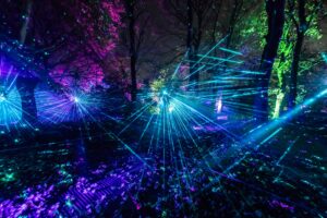 a night time forest shot with colourful lasers beaming