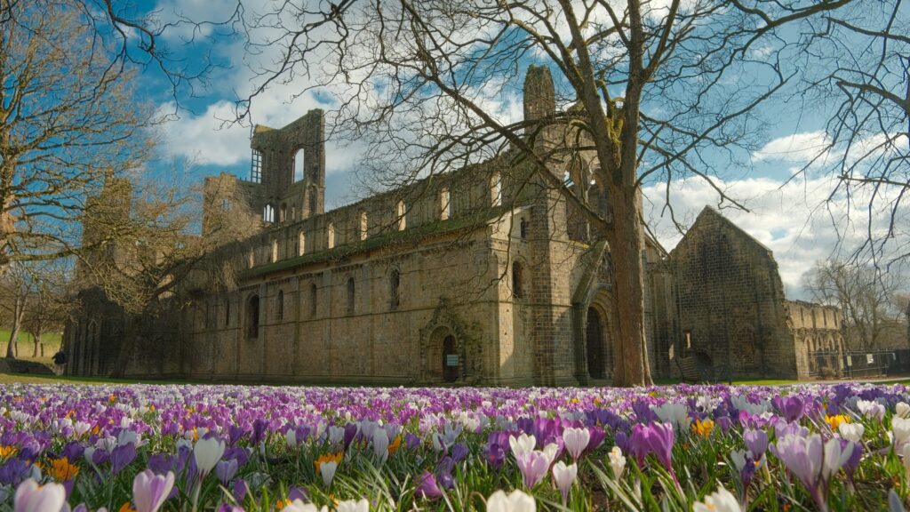 Kirkstall Abbey, ruined Cistercian monastery, in the background. White and Purple crocus flowers in the foreground. Credit Alex Horsley.