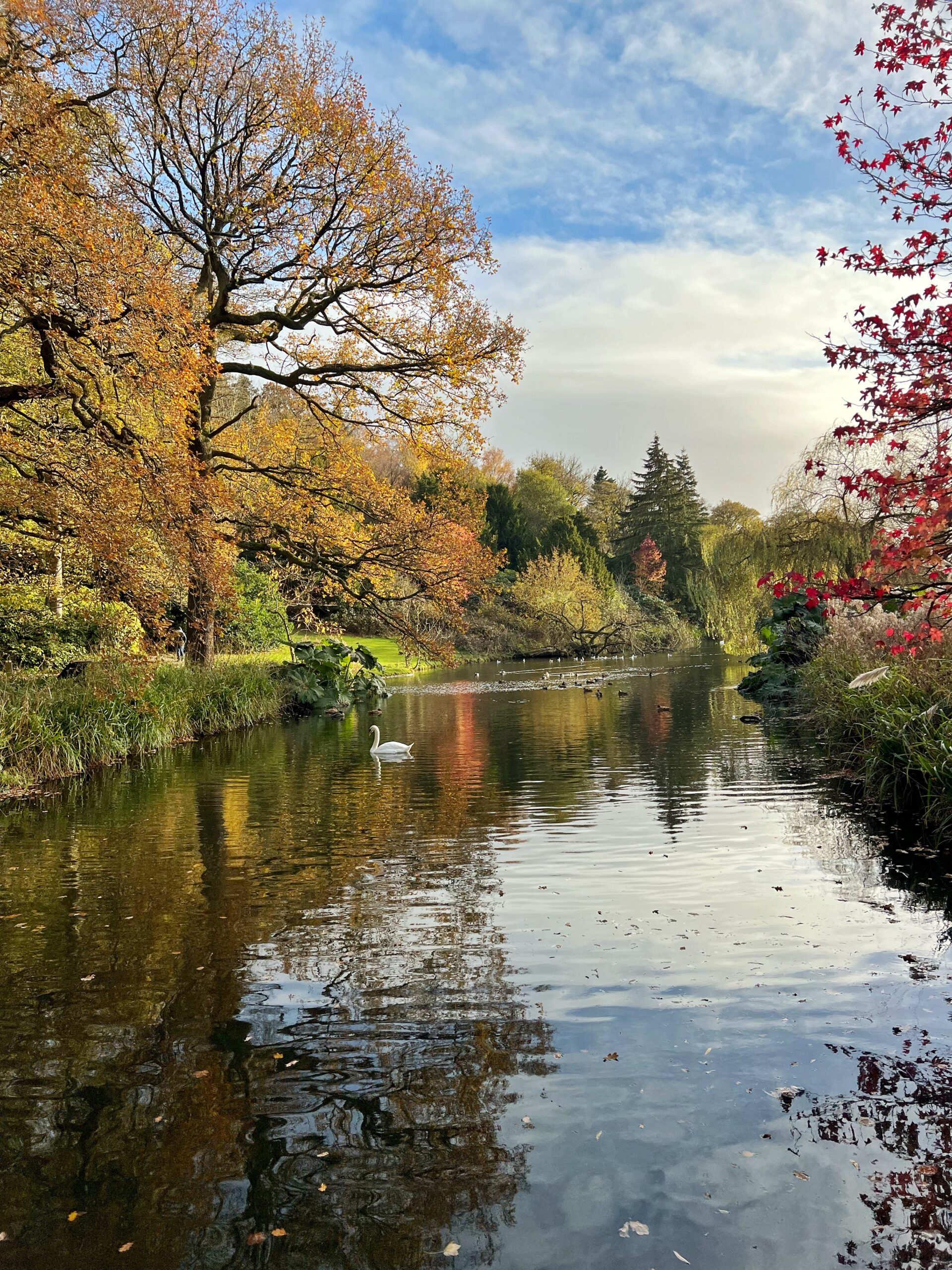 Swan and ducks on the lake at Temple Newsam, surrounded by trees at Autumn