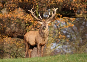 a deer with large antlers stood in an autumnal orange and green forest