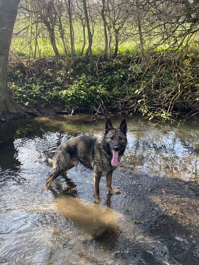 a german shepherd dog in a an outdoor setting, surrounded by greenery and in water