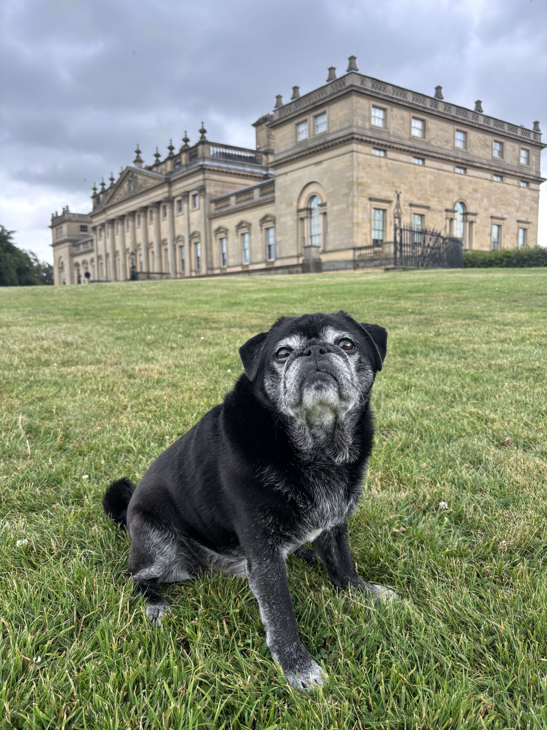 a black and white pug stood on the lawn in front of a large historic home